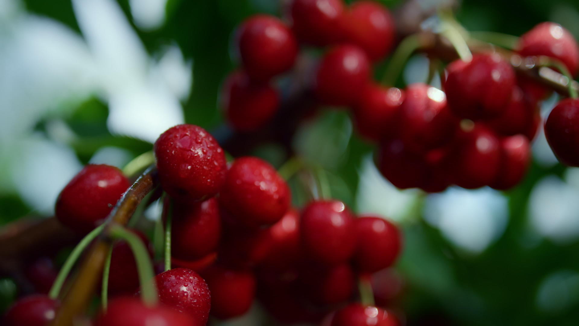 成熟的湿樱桃束生长农场树木视频的预览图