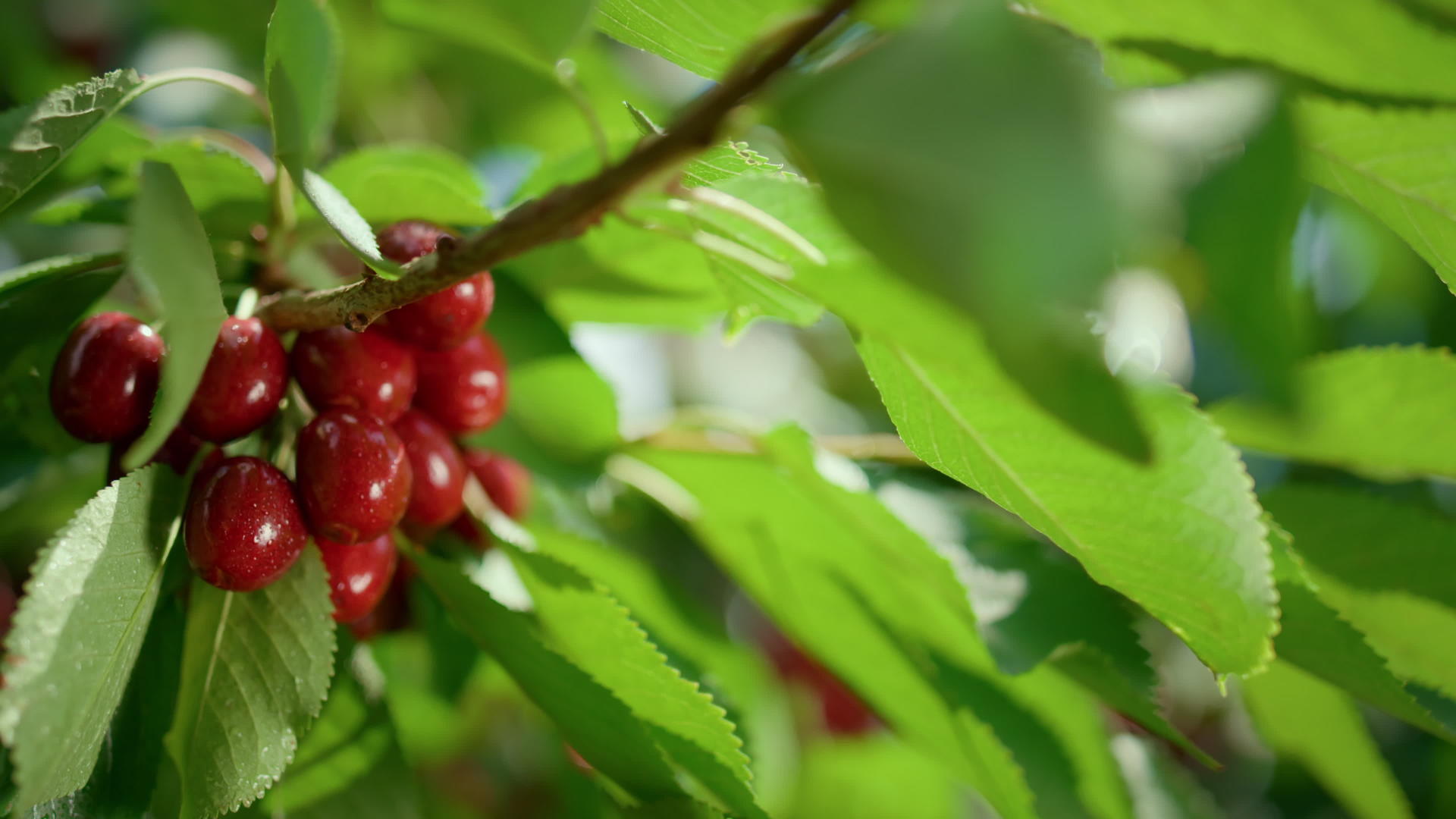 夏季绿叶分支樱桃果子视频的预览图