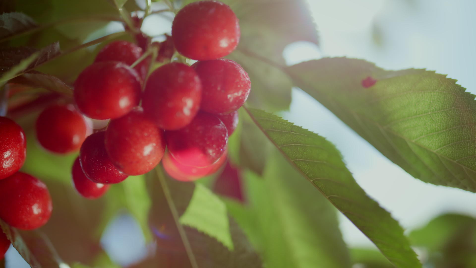 新鲜的红色樱桃分支树夏季花园特写镜头视频的预览图