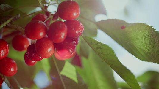 新鲜的红色樱桃分支树夏季花园特写镜头视频的预览图