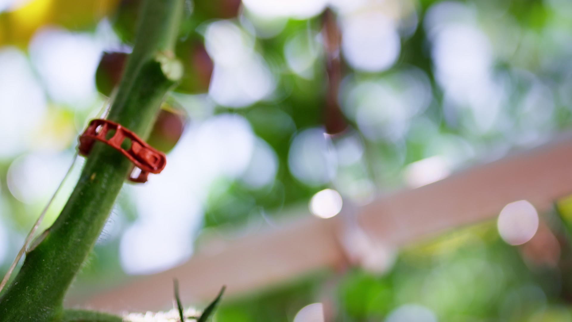 农场灌木时湿番茄植物茎成熟视频的预览图