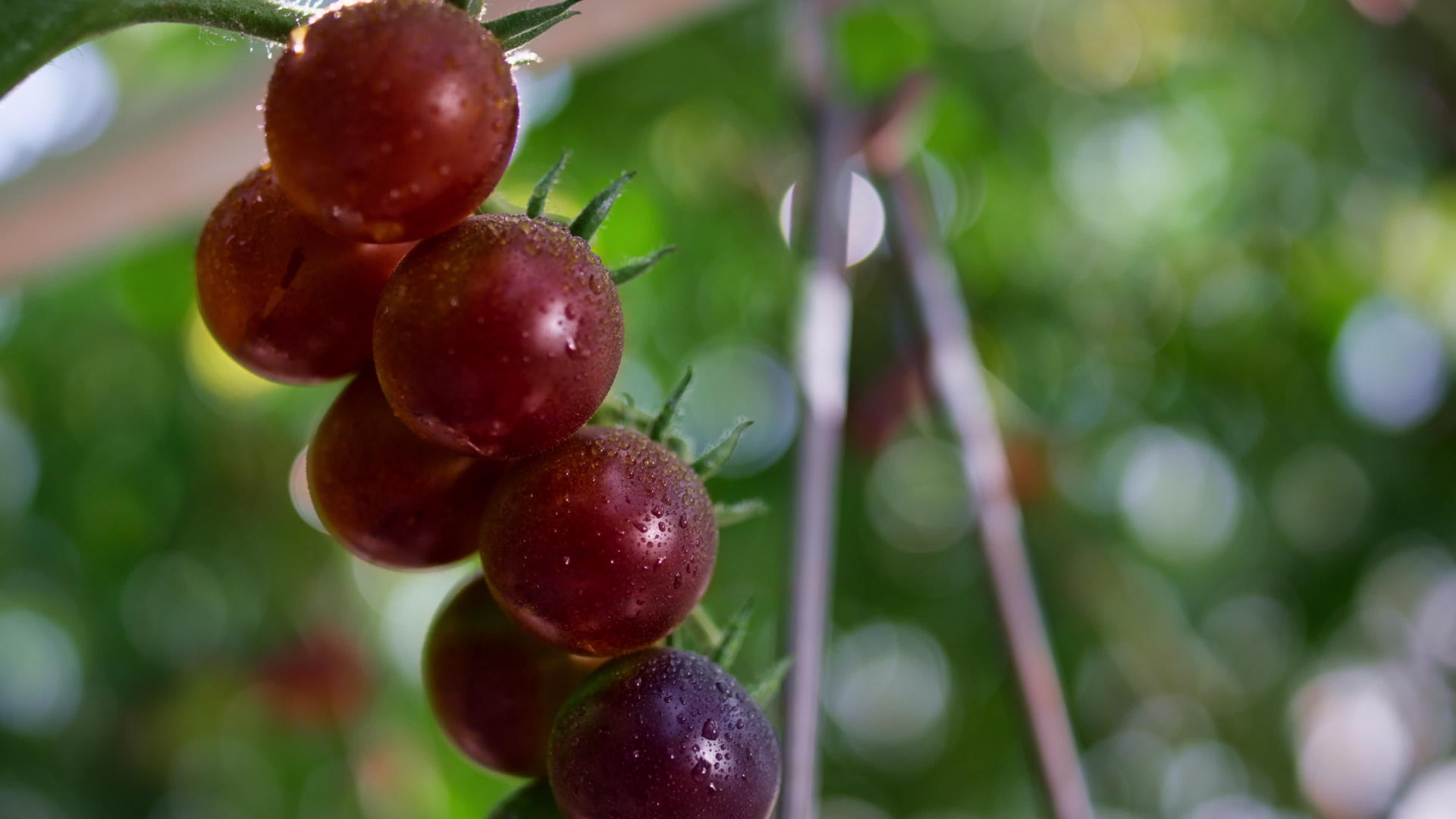 在茎灌木植物特写上挂上成熟的樱桃番茄视频的预览图