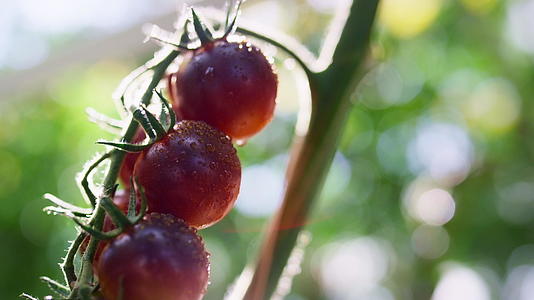 湿西红柿束生长在阳光明媚的种植园特写镜头上视频的预览图