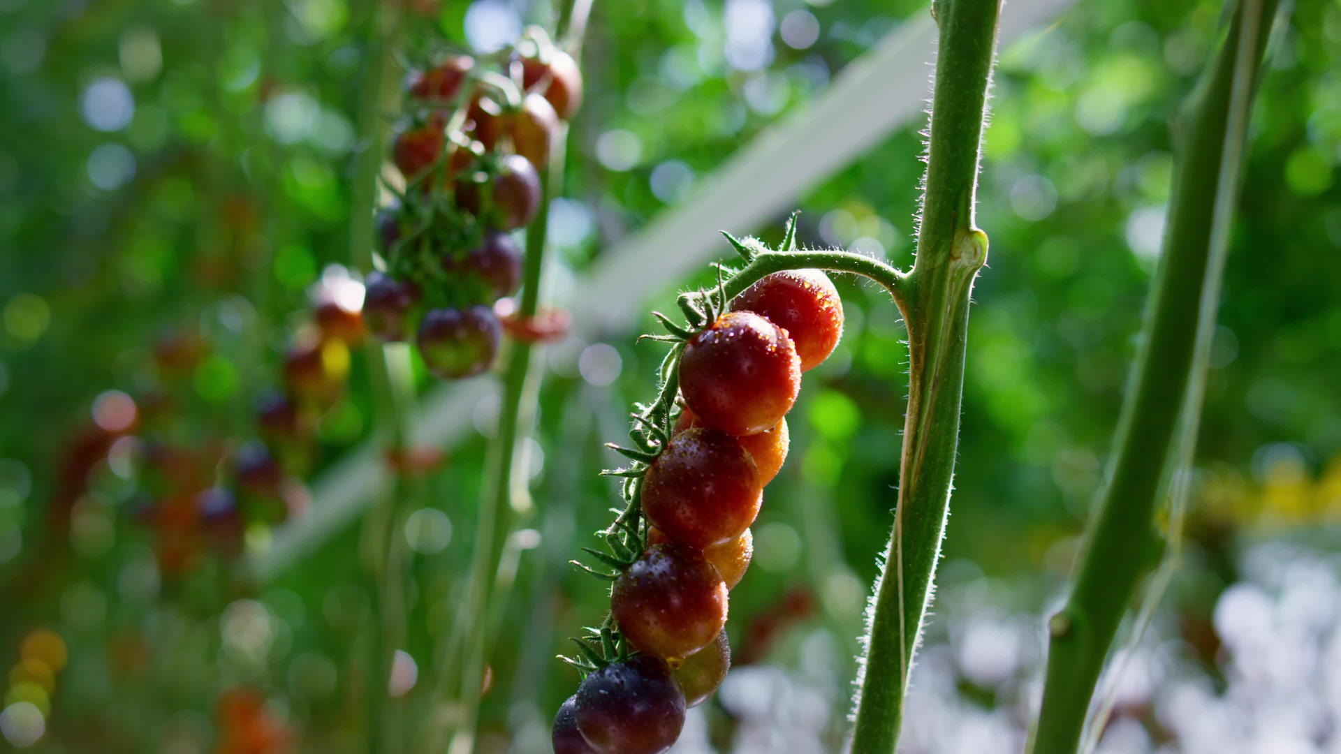 红番茄植物词根生长在种植园特写镜头中视频的预览图