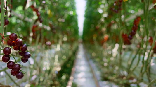 红色樱桃番茄种植园农场温室视频的预览图