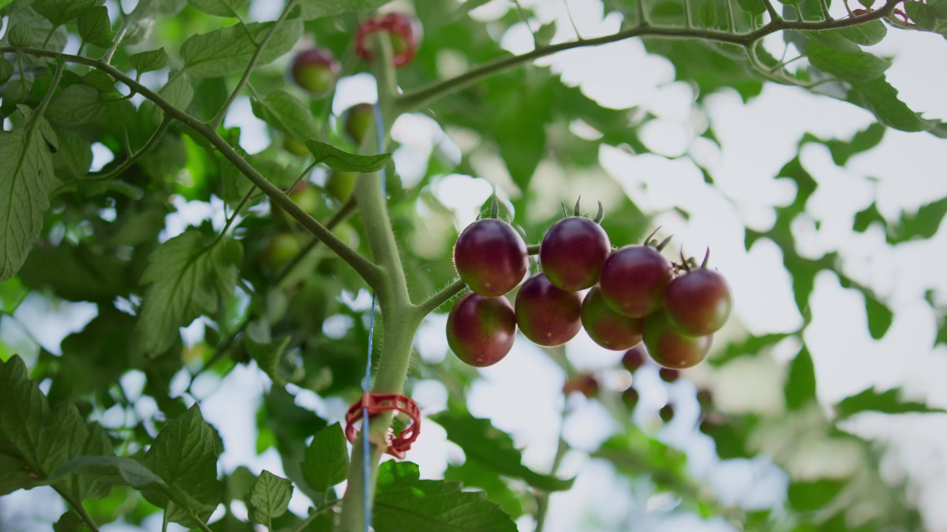 樱桃蔬菜茎茎在阳光明媚的季节特写镜头视频的预览图