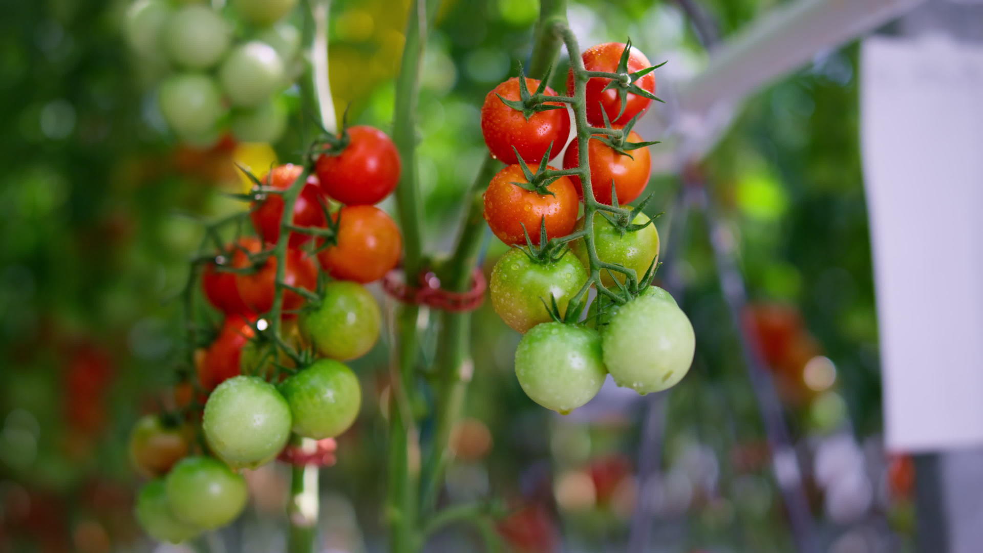 绿红樱桃番茄悬挂植物茎特写视频的预览图