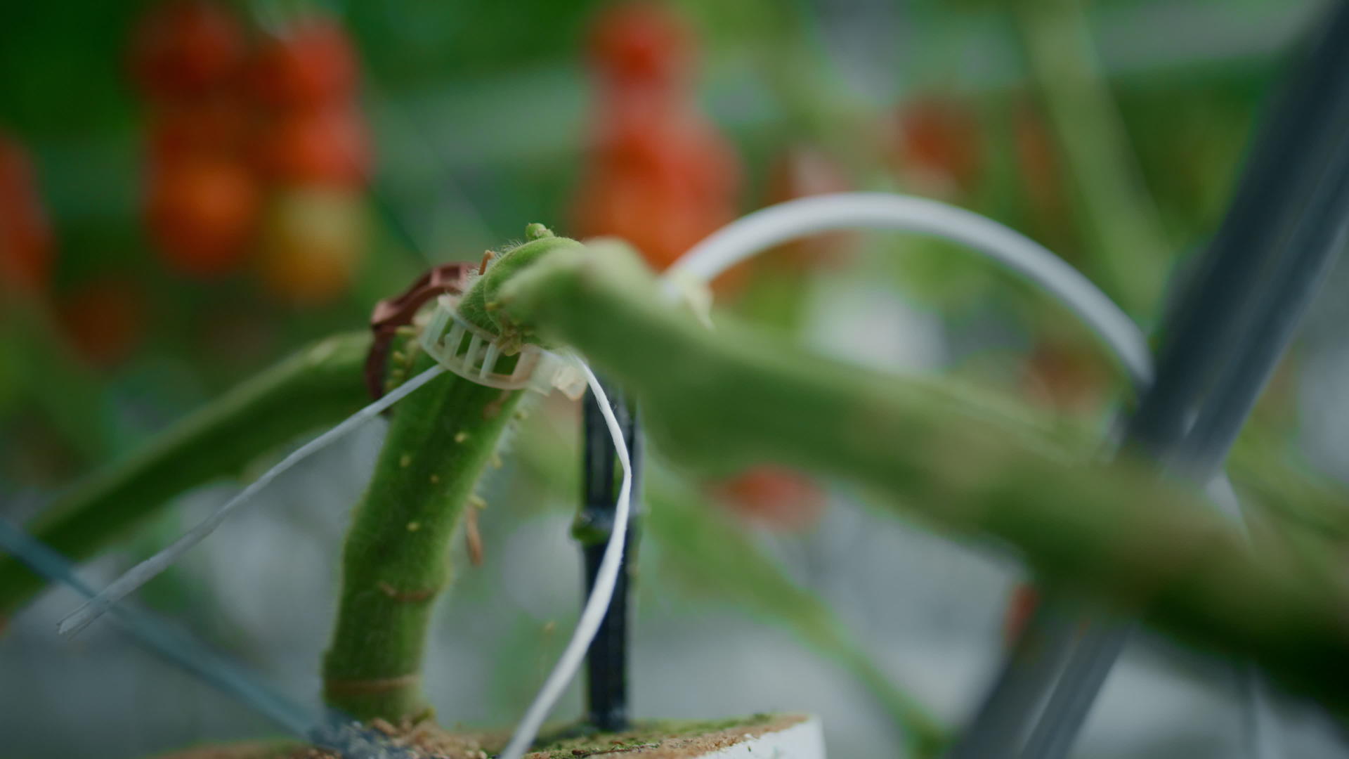 种植绿色植物茎蔬菜特写视频的预览图