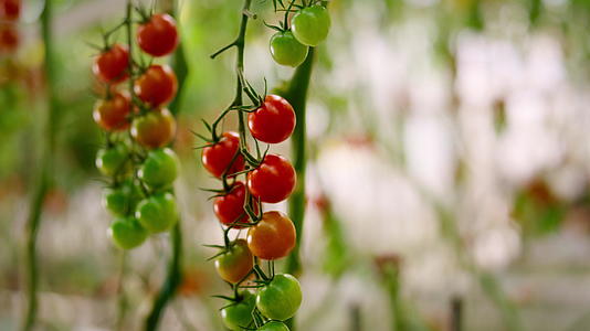 红绿樱桃番茄挂枝植物特写视频的预览图