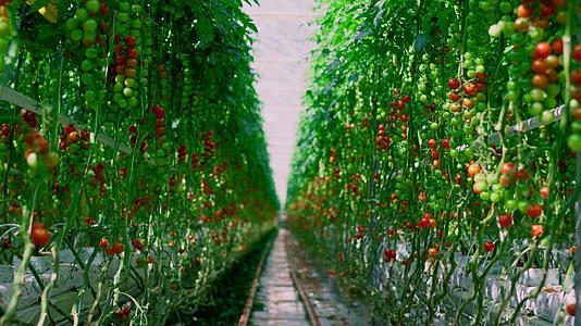成熟的樱桃番茄种植园农业工业视频的预览图