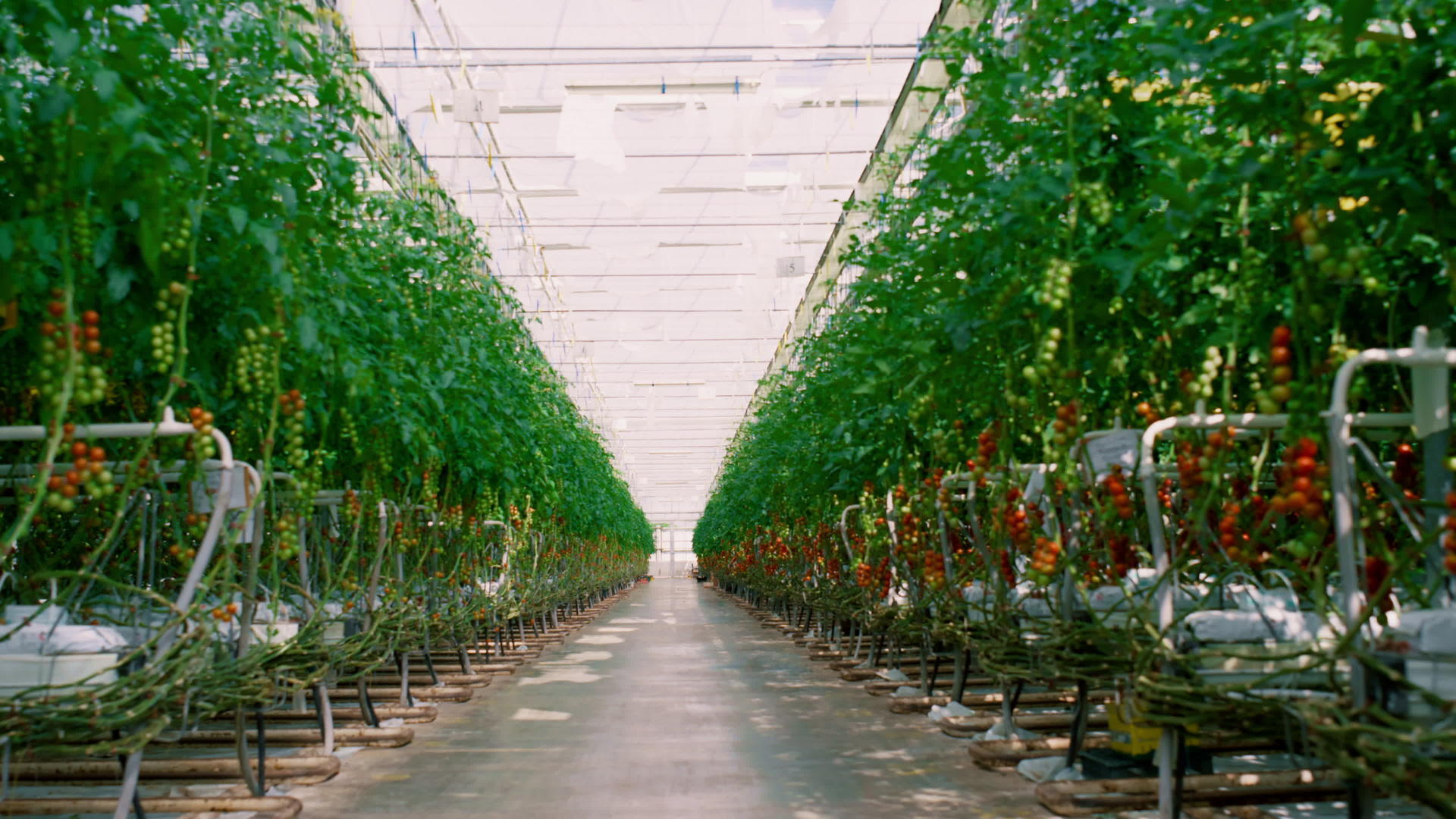 番茄樱桃种植园生长在温室里视频的预览图