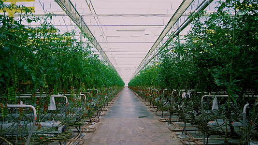 种植园番茄绿叶温室栽培温室视频的预览图