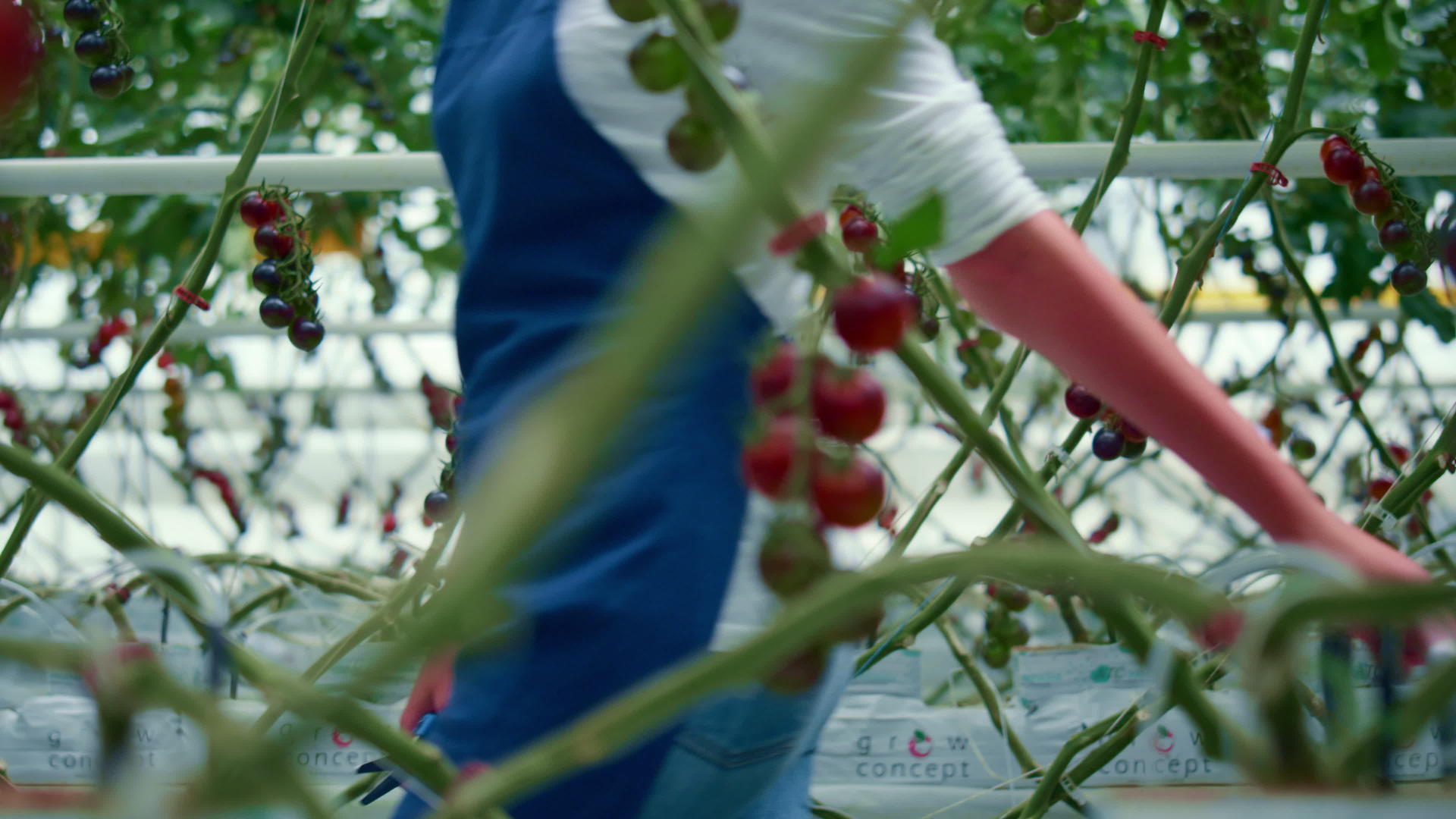 农民步行番茄收获农场种植园种植视频的预览图