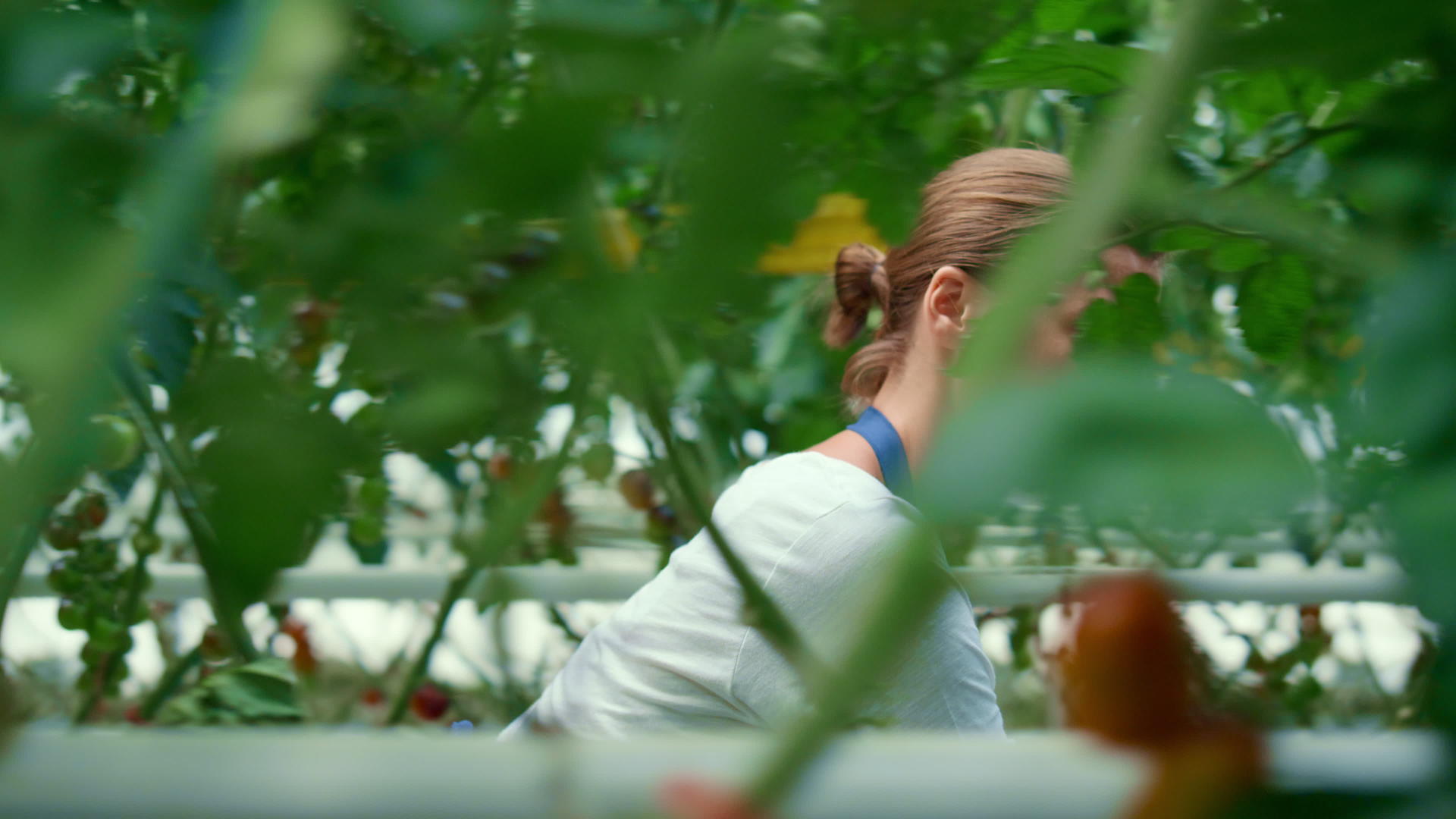 种植西红柿有机农场的女农分析视频的预览图