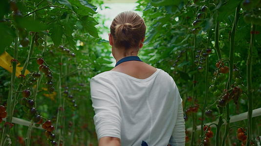 农场工人种植园番茄种植视频的预览图