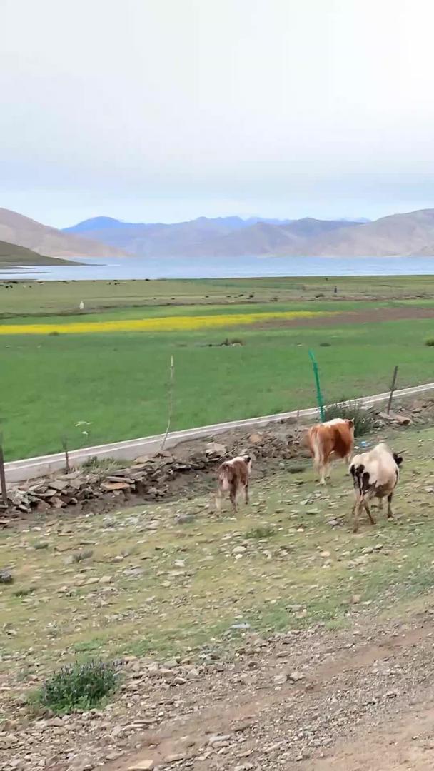 西藏牧民放牧实拍实拍视频的预览图