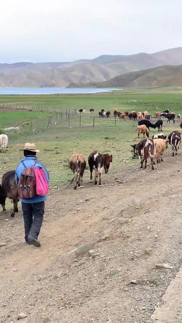 西藏牧民放牧实拍实拍视频的预览图