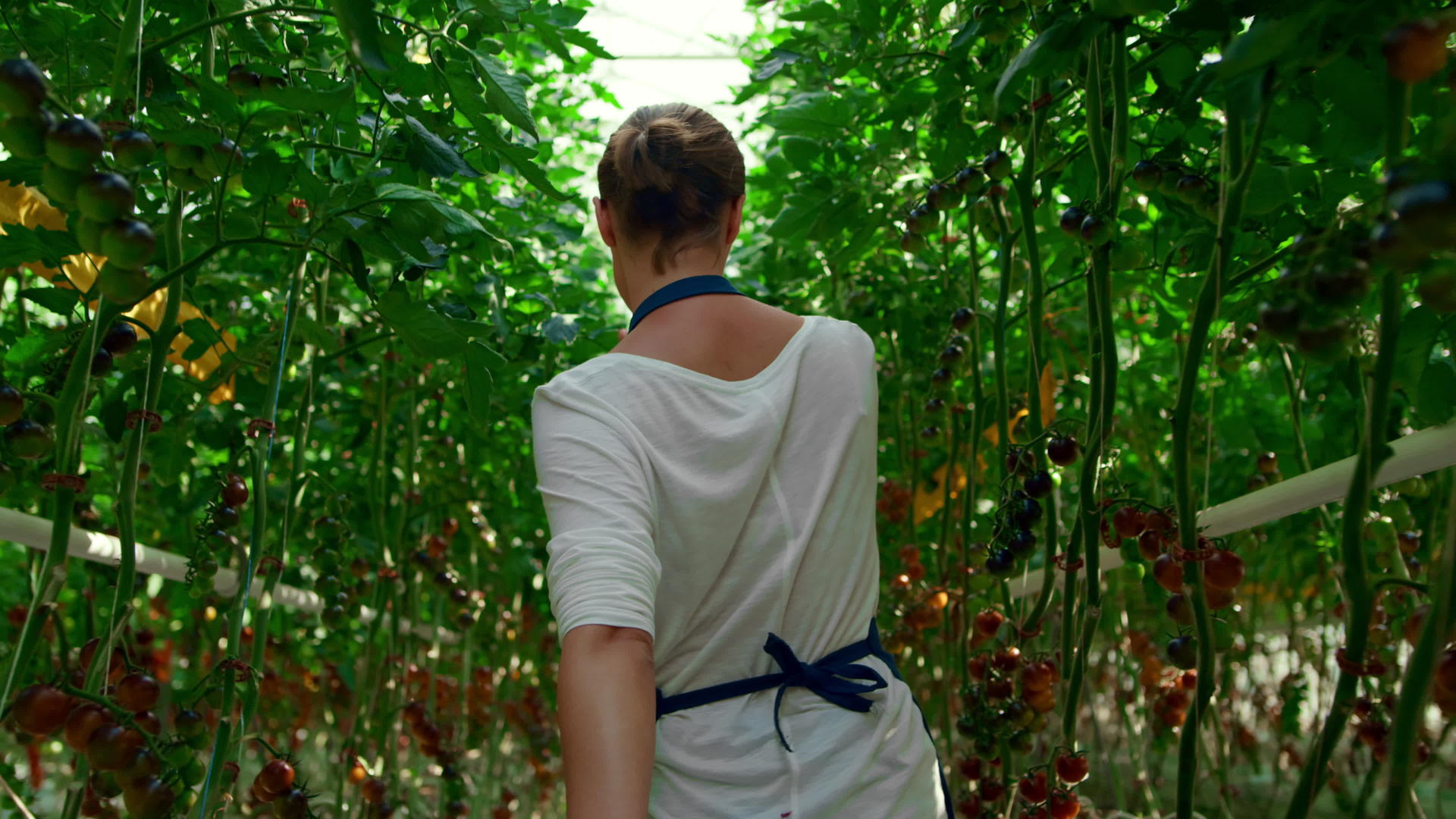 西红柿种植园女农检查成熟收获视频的预览图