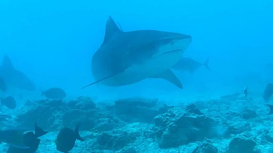 马尔代夫虎鲨公园视频的预览图