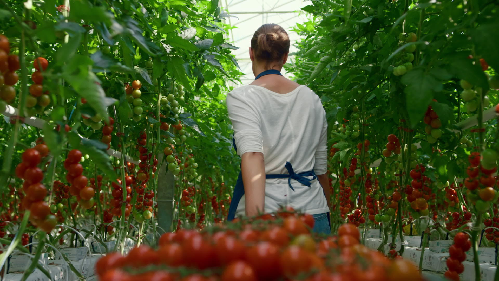 农民用樱桃番茄收获种植业视频的预览图