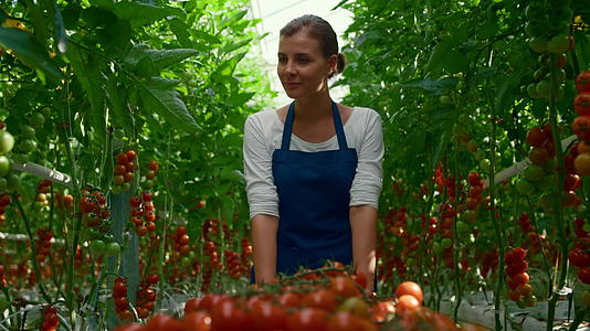 女农民西红柿收获种植园温室视频的预览图