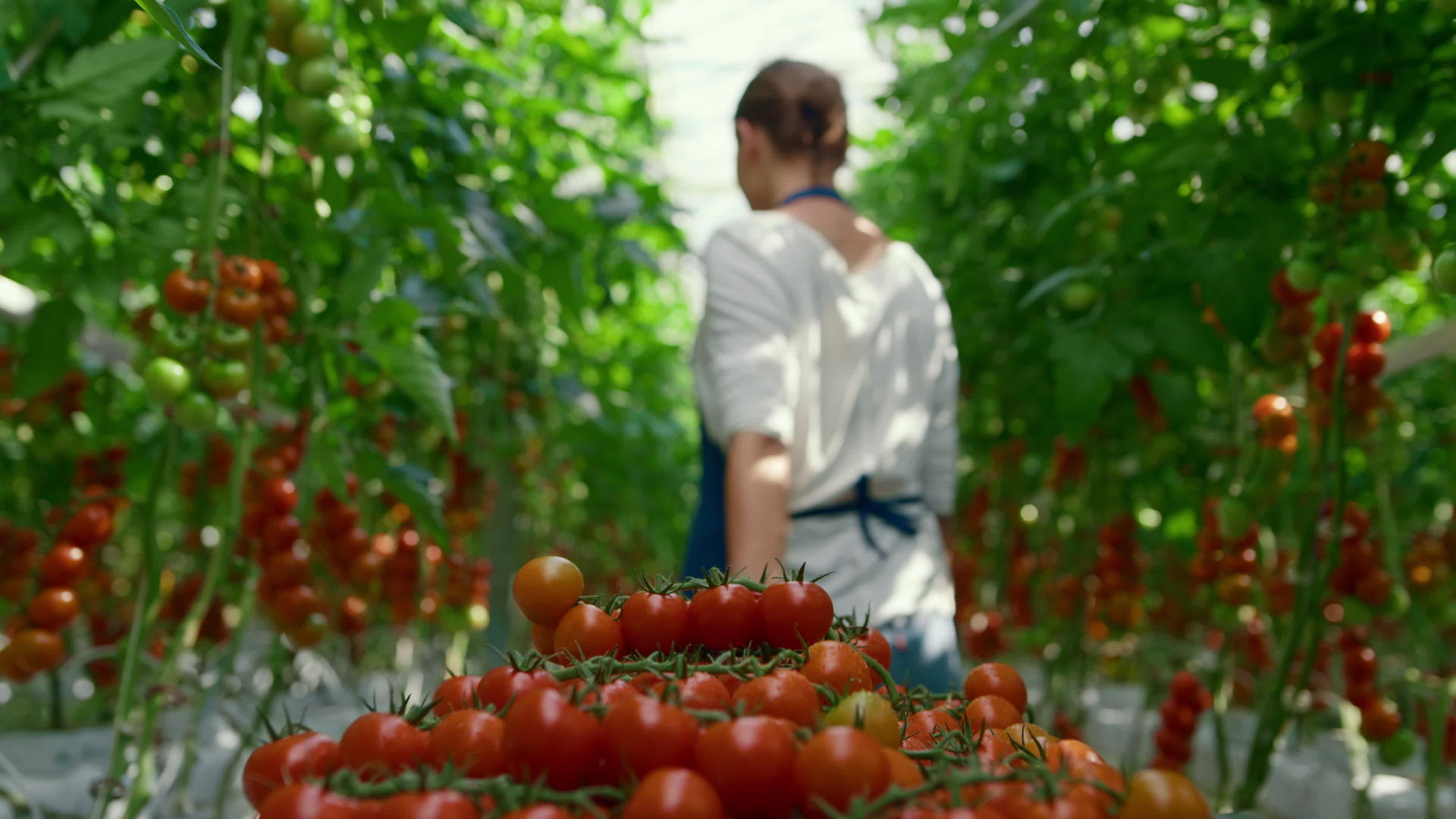 樱桃番茄收获农民在阳光温室收集视频的预览图