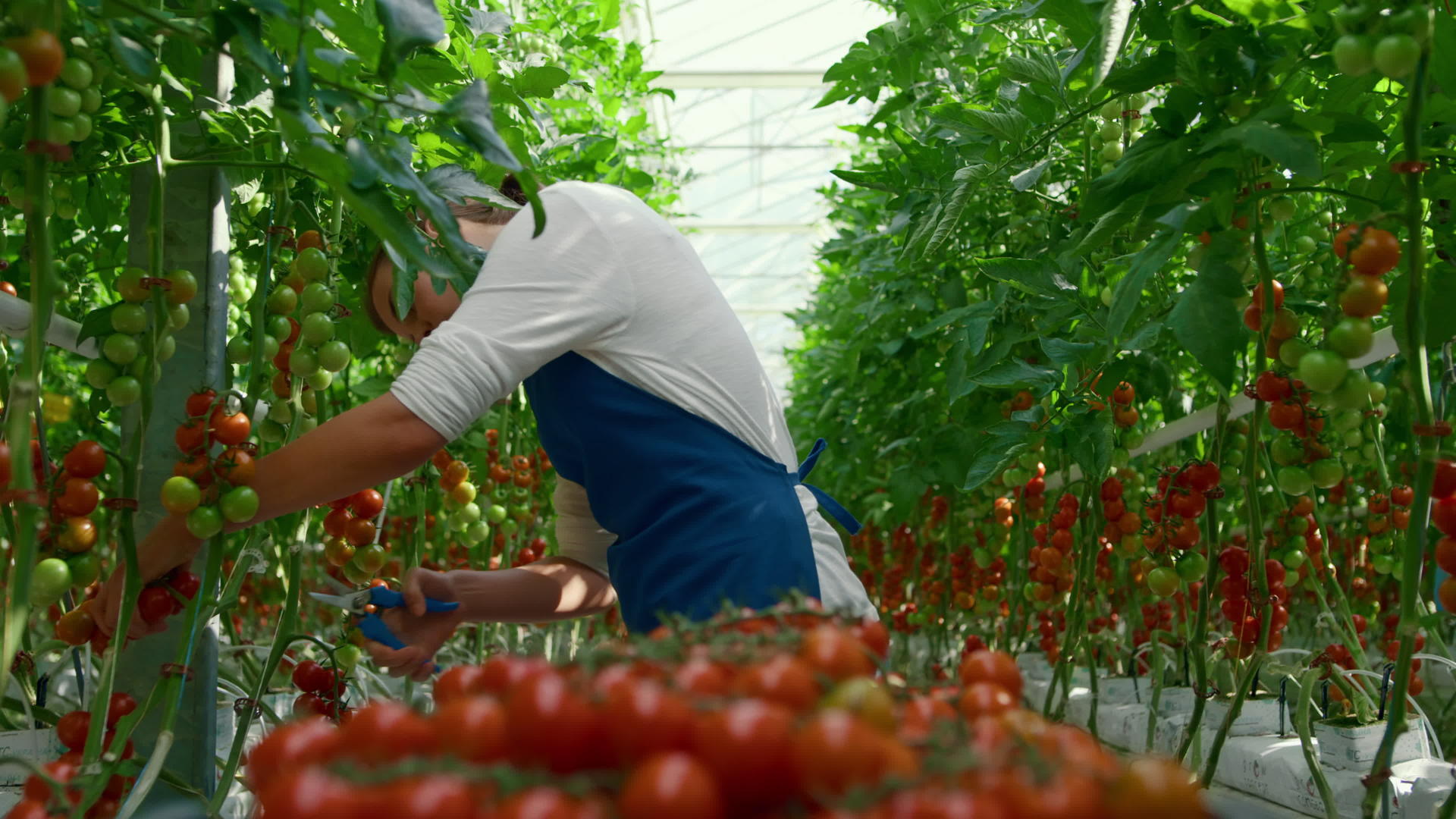 在阳光明媚的现代种植园里温室企业家收集新鲜番茄视频的预览图
