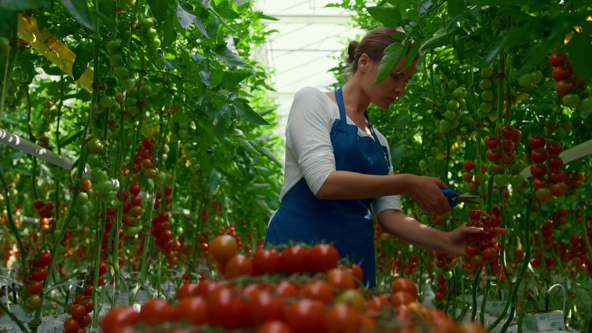 女性温室工人在种植园采摘有机番茄树枝视频的预览图