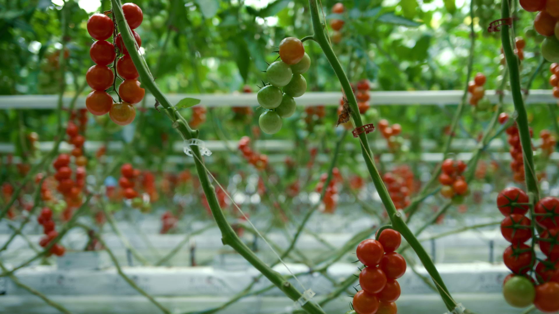 温室花匠生长在收获红色新鲜蔬菜盒子里的番茄视频的预览图