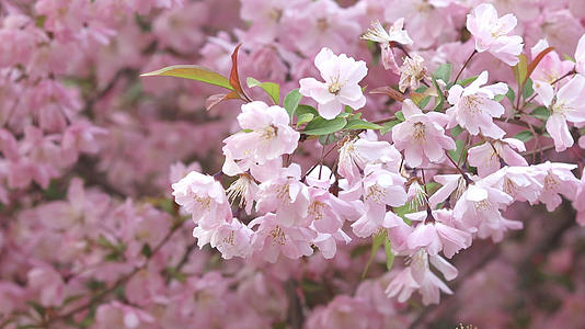 春天北京玉渊潭摇曳的樱花视频的预览图