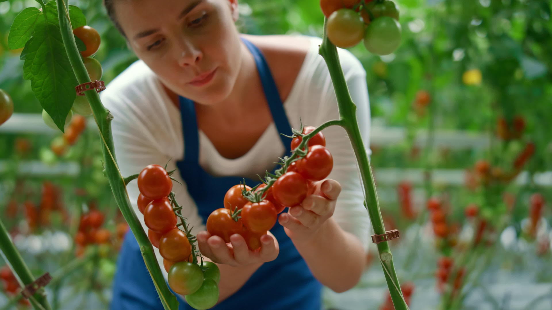 在阳光明媚的温室里农业工人收获了鲜红的番茄枝条视频的预览图