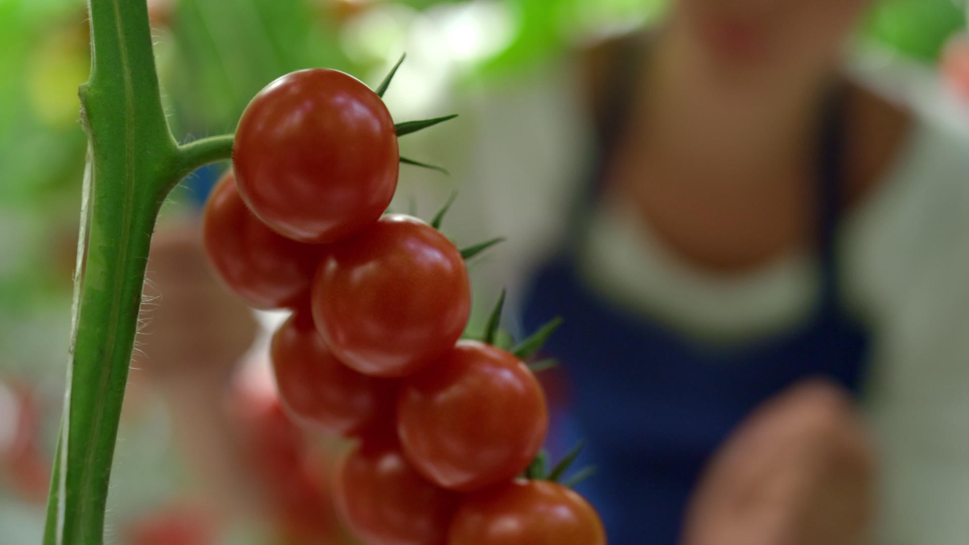 在阳光明媚的乡村种植园观念中农场工人收获番茄视频的预览图