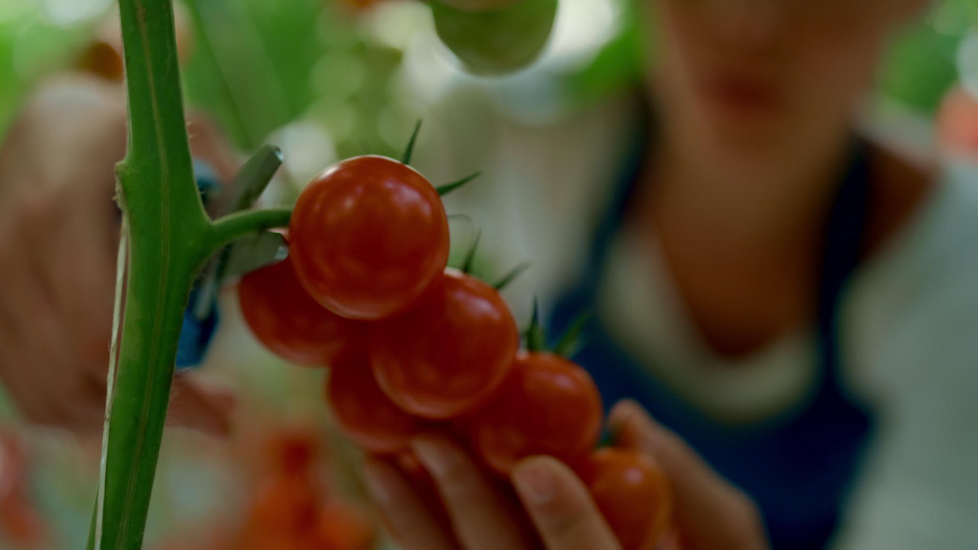农民切番茄枝在现代生态温室概念中的特写视频的预览图