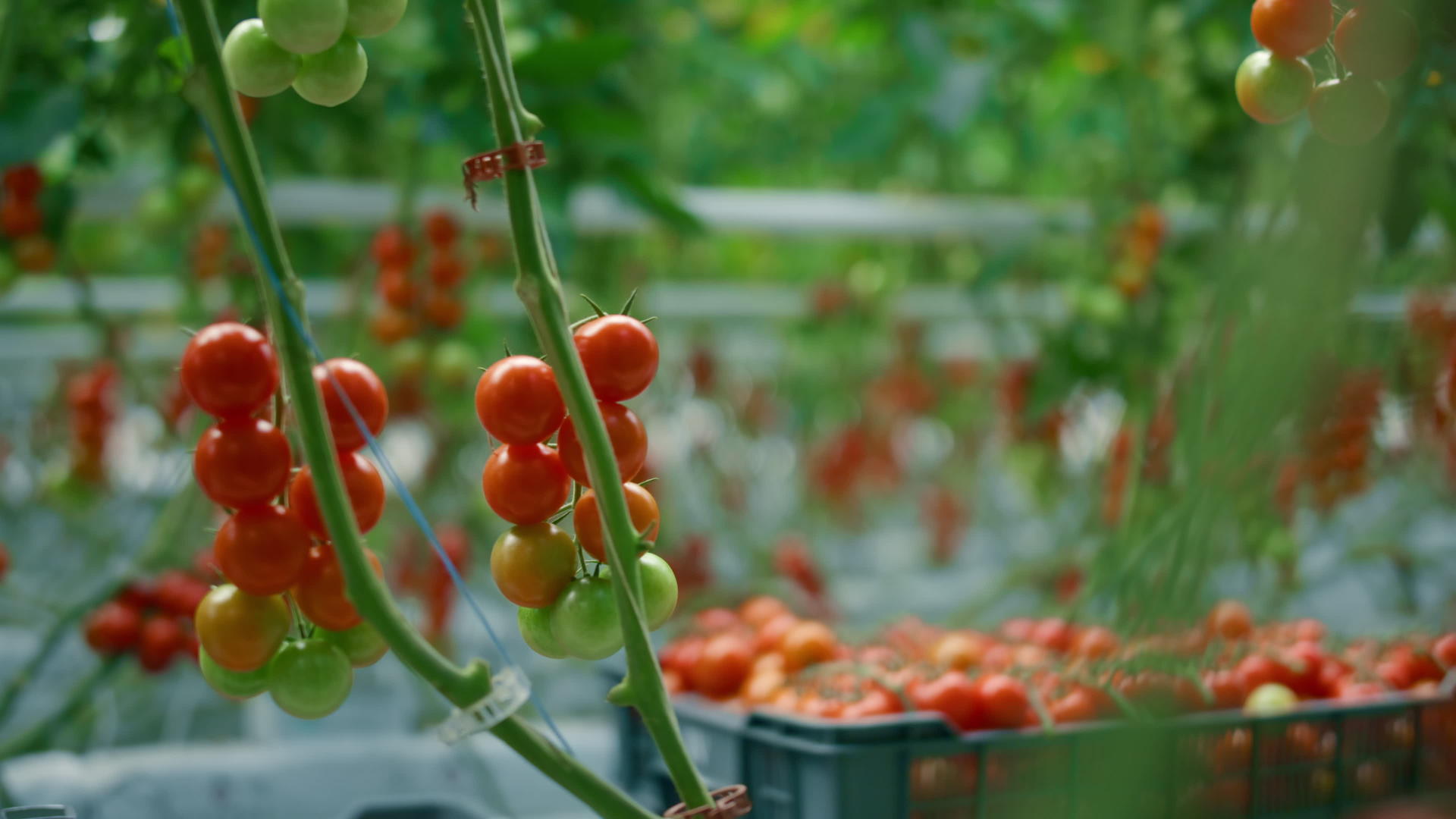 温暖的阳光温室在运输过程中生长的红番茄枝条视频的预览图