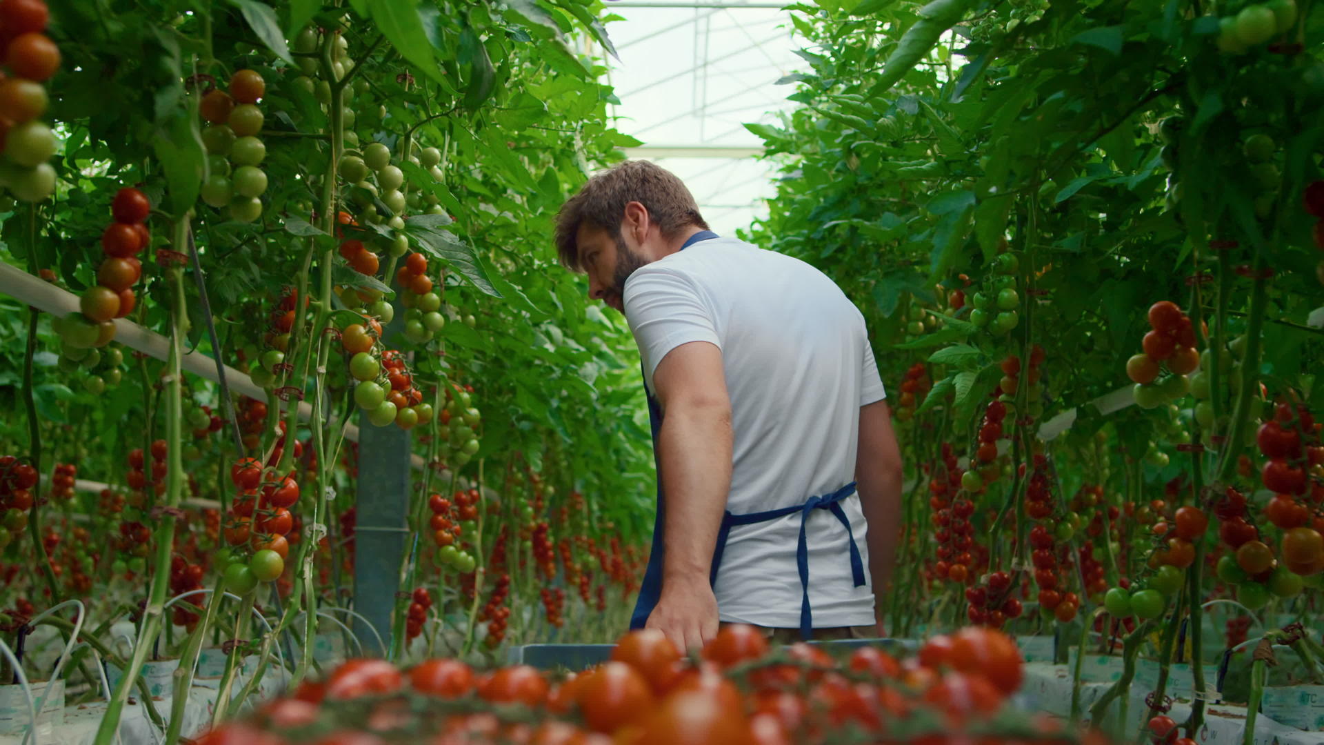 农民用箱子运输红番茄检查农场产品质量视频的预览图