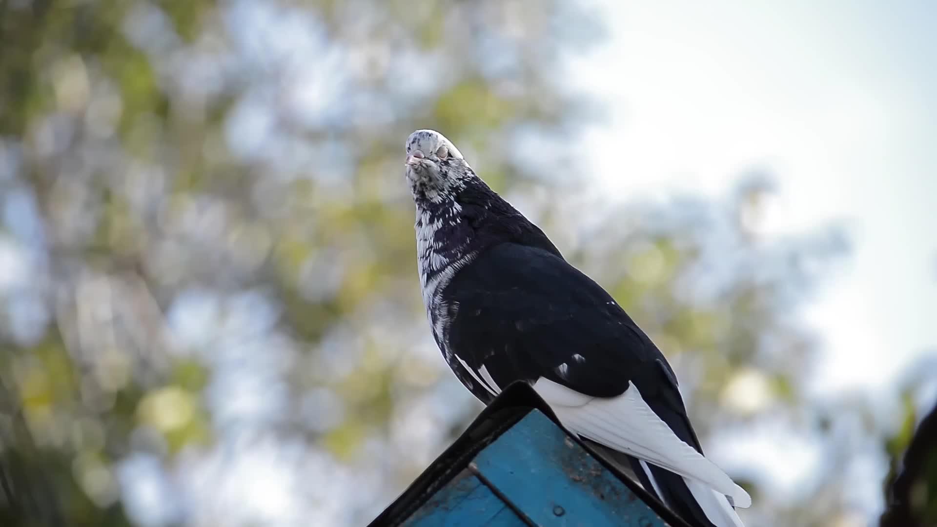 阳光明媚的秋天白鸽屋顶上五颜六色的鸽子视频的预览图