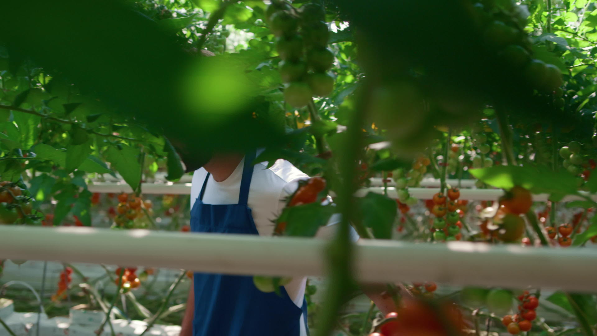 在阳光明媚的温室里散步男农学家收获了新鲜的红色蔬菜视频的预览图