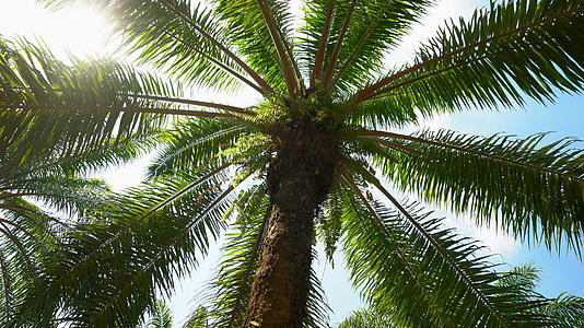 泰国阳光下的棕榈树树林合集4K视频的预览图