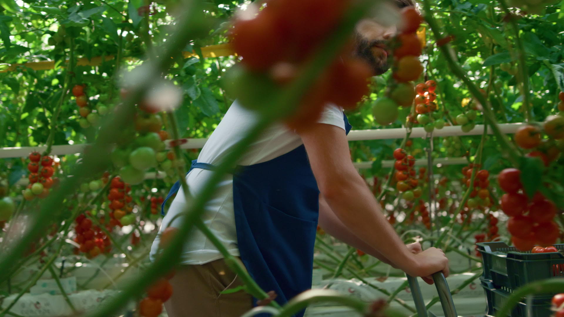园丁采摘红番茄是在绿树成荫的现代温室里采摘的视频的预览图
