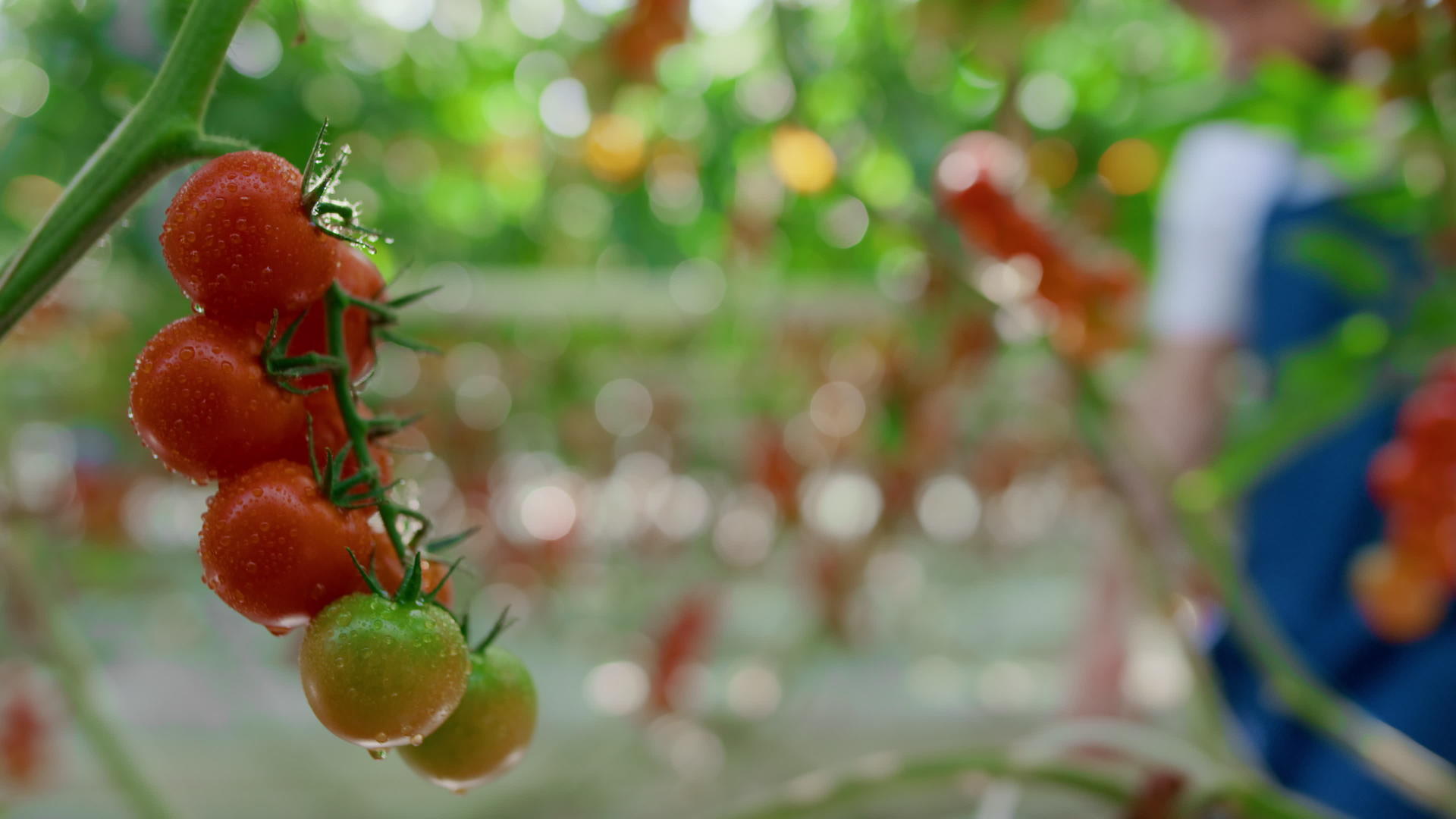 农业学家在农村温室收获番茄视频的预览图