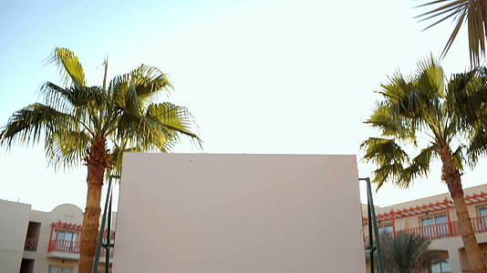 带棕榈的空白演示屏幕视频的预览图