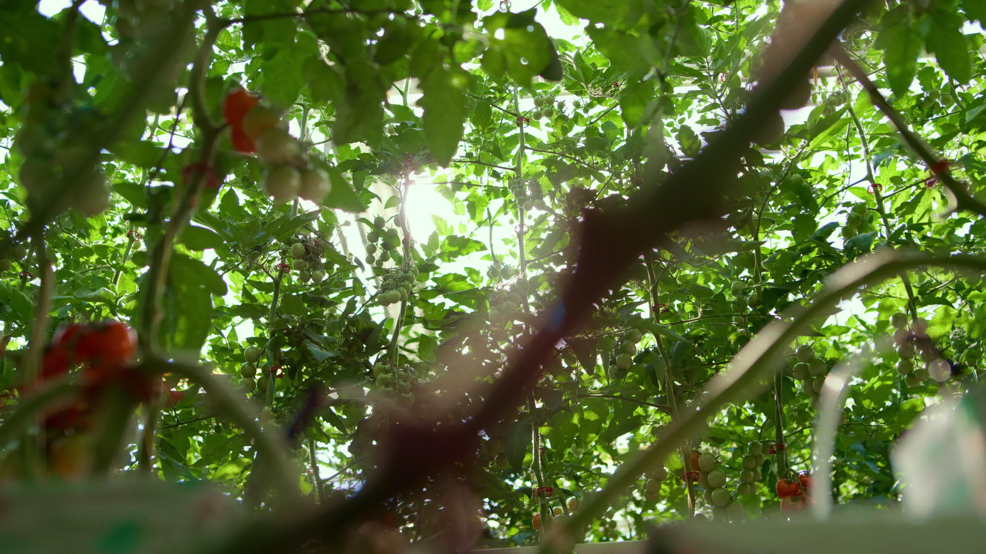 红番茄灌木生长在树叶间大的农田温室树枝上视频的预览图
