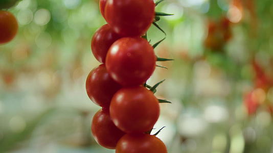 夏季温暖现代种植园番茄栽培工艺特写视频的预览图