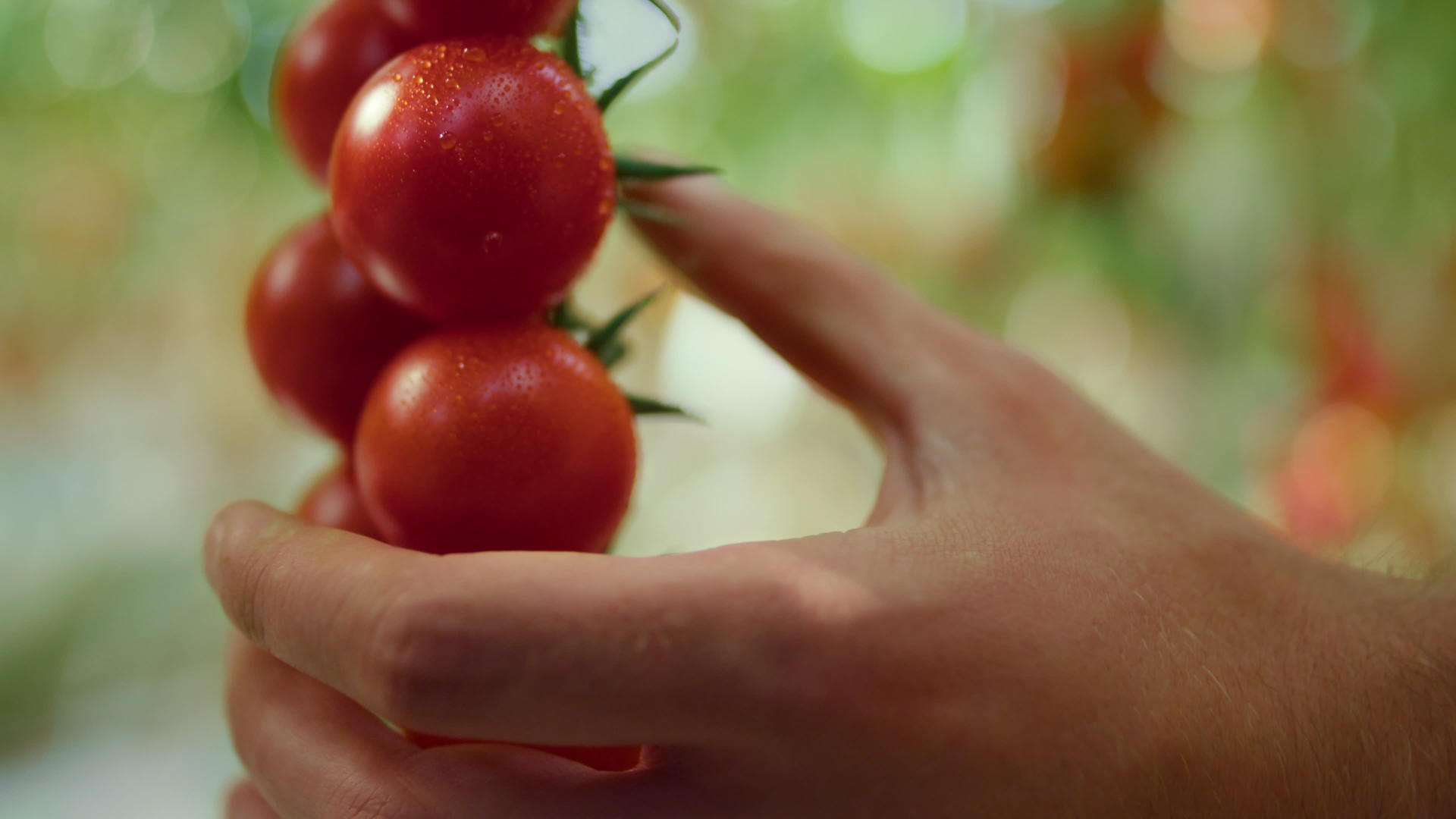 温室工人手特写在种植园收获有机红番茄视频的预览图