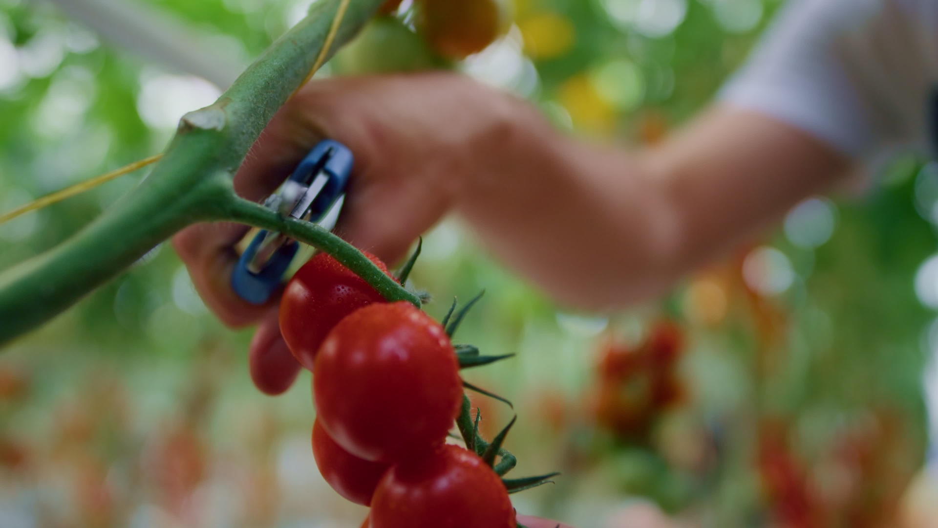 在技术温室里特写农艺师收集蔬菜视频的预览图