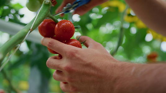 在农田温室里特写农民采摘番茄视频的预览图