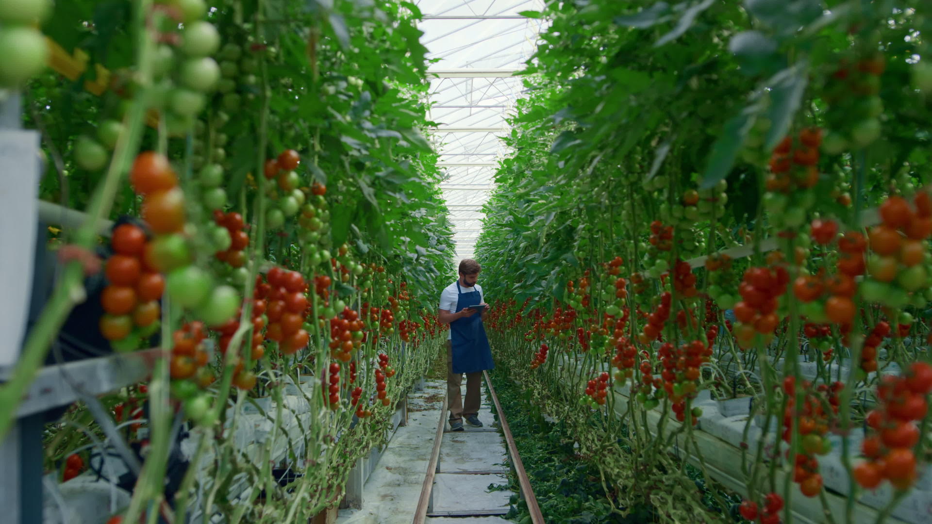 研究片剂西红柿农场生产提高产量的农学家视频的预览图