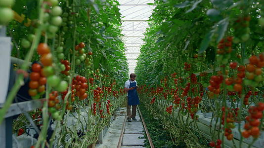 研究片剂西红柿农场生产提高产量的农学家视频的预览图