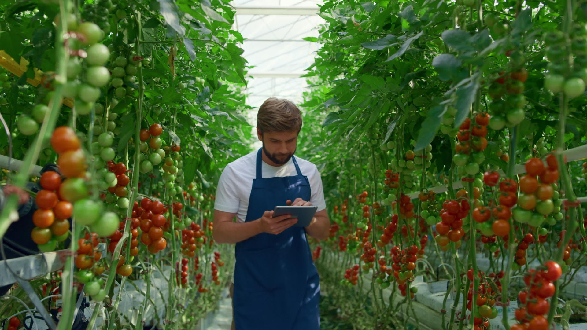 植物专家片检查农场栽培番茄的质量视频的预览图