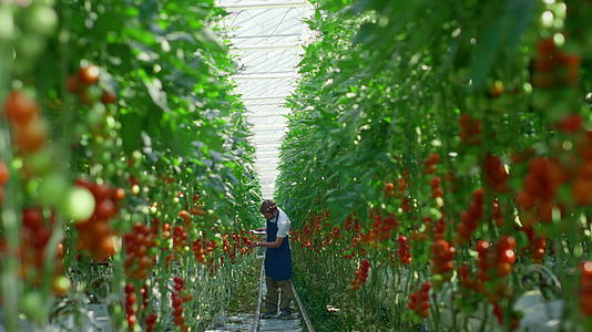 在明亮温暖的农场里农业科学家检查种植西红柿片的质量视频的预览图